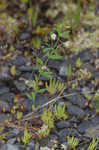 American bird's-foot trefoil